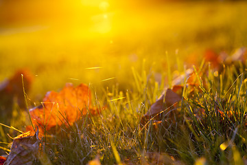 Image showing The fallen maple leaves