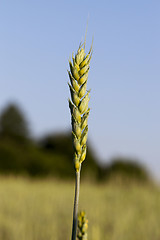 Image showing green unripe cereal