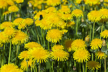 Image showing yellow dandelions in spring