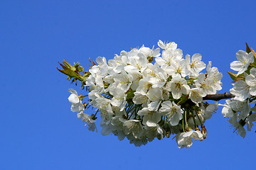 Image showing Close up of fruit flowers in the earliest springtime