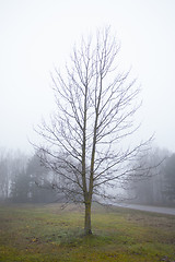 Image showing Foggy Forrest