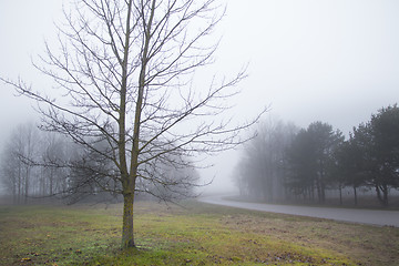 Image showing Foggy Forrest