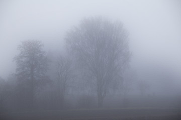 Image showing Foggy Forrest