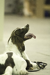 Image showing Search Dog