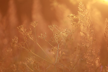 Image showing Field at sunset