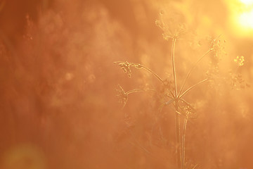 Image showing Field at sunset