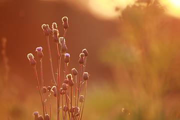 Image showing Field at sunset