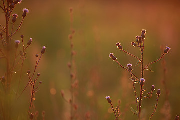 Image showing Field at sunset