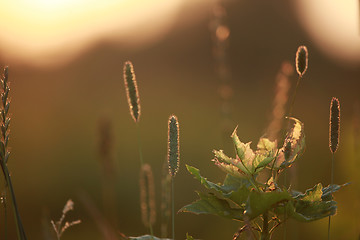 Image showing Field at sunset