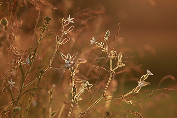 Image showing Field at sunset