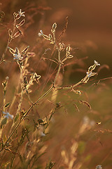 Image showing Field at sunset