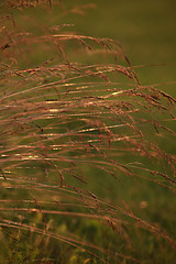 Image showing Field at sunset