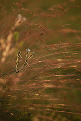 Image showing Field at sunset