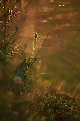 Image showing Field at sunset