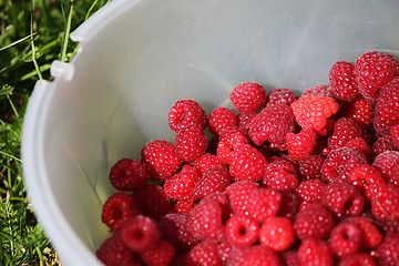 Image showing Fresh autumn raspberries in white bowl.