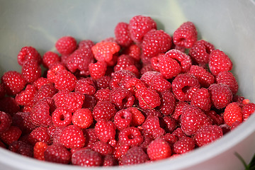 Image showing Fresh autumn raspberries in white bowl.