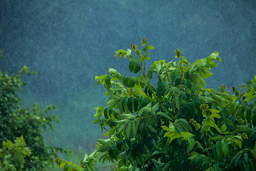 Image showing Summer rain. Rain drops in meadow.