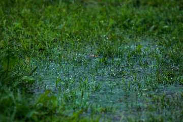 Image showing Summer rain. Rain drops in meadow.