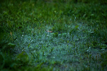 Image showing Summer rain. Rain drops in meadow.