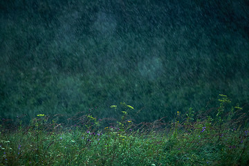 Image showing Summer rain. Rain drops in meadow.