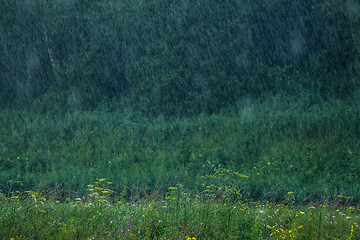 Image showing Summer rain. Rain drops in meadow.