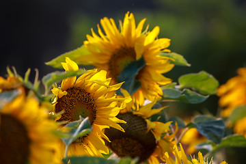 Image showing Sunflowers on meadow in Latvia.