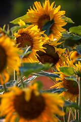 Image showing Sunflowers on meadow in Latvia.