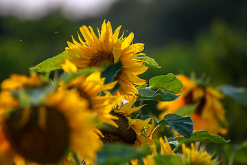 Image showing Sunflowers on meadow in Latvia.