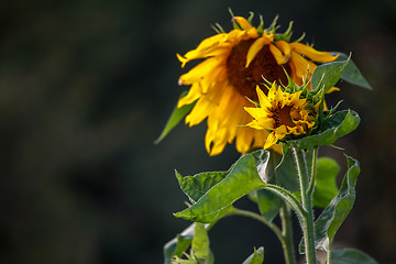 Image showing Sunflowers on meadow in Latvia.