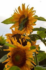 Image showing Field with sunflowers in Latvia.