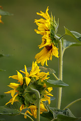 Image showing Sunflowers on meadow in Latvia.