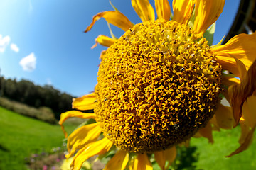 Image showing Sunflower on meadow in Latvia.