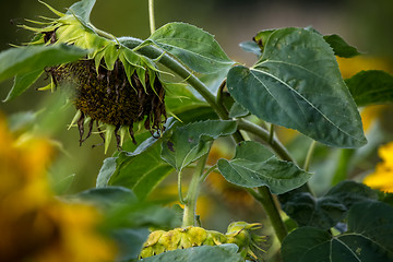 Image showing Sunflowers on meadow in Latvia.