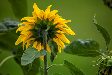 Image showing Sunflower on meadow in Latvia.