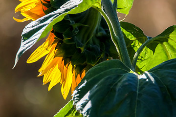 Image showing Closeup on sunflower from behind.