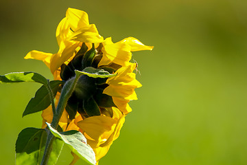 Image showing Sunflower on meadow in Latvia.