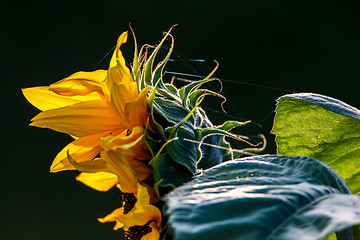 Image showing Sunflower on meadow in Latvia.