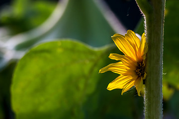 Image showing Sunflower on meadow in Latvia.