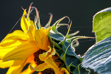 Image showing flowers on meadow in Latvia.