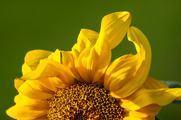 Image showing Closeup of sunflower abstract fragment.