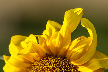 Image showing Closeup of sunflower abstract fragment.