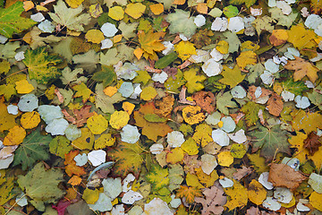 Image showing Fallen tree leaves in Latvia.