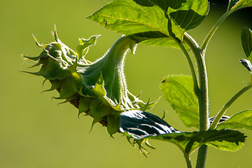 Image showing Sunflower on green meadow background.