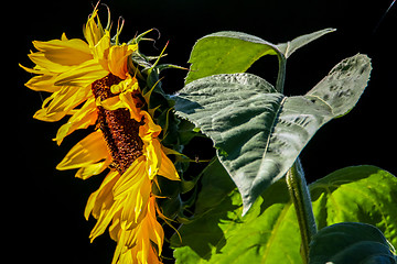 Image showing Sunflower on the black background