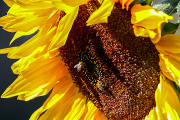 Image showing Closeup of bees on sunflower