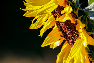 Image showing Closeup of bees on sunflower