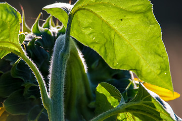 Image showing Fragment of sunflower from behind.