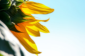 Image showing Fragment of sunflower on blue sky.