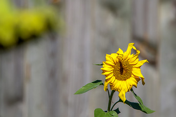 Image showing Sunflower on the gray background.