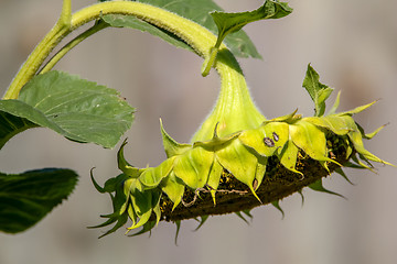 Image showing Sunflower with insects on gray background.